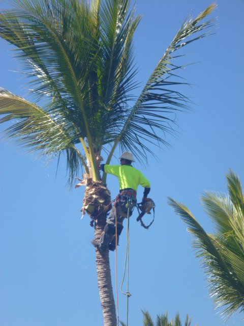 tree lopper removes palm frond