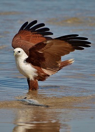 Brahamanie kite bird
