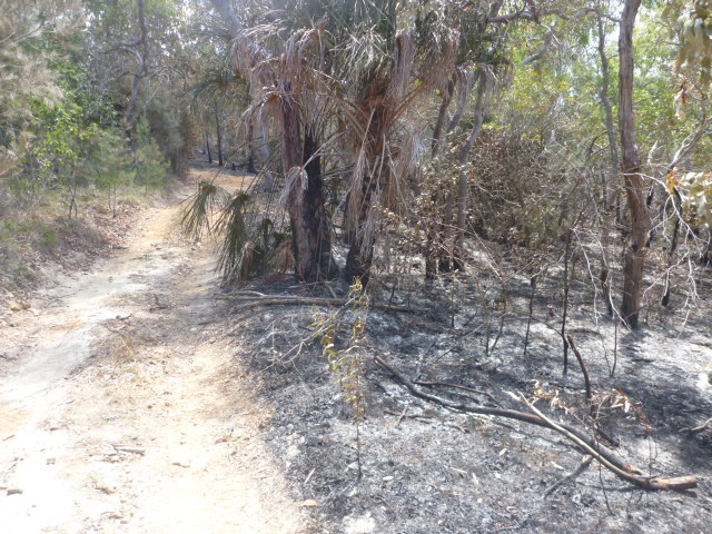 fire affected bushland