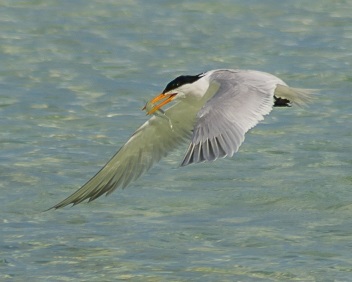 sea bird flying above water with fish in mouth
