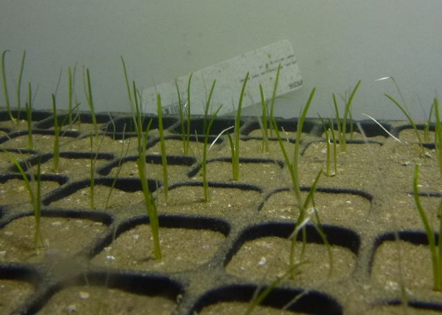 Collaboration to grow sea grass